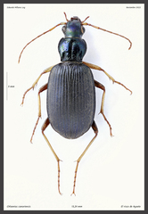 Chlaenius canariensis