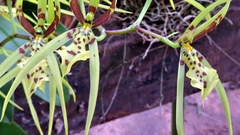 Brassia arachnoidea