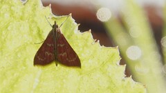 Pyrausta signatalis