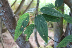 Viburnum urceolatum