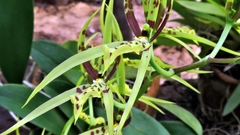 Brassia arachnoidea