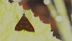 Pyrausta signatalis