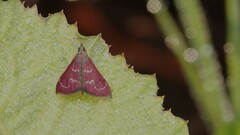 Pyrausta signatalis