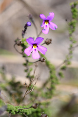 Jamesbrittenia microphylla