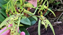 Brassia arachnoidea
