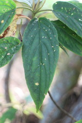 Viburnum urceolatum