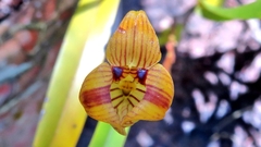 Maxillaria subrepens