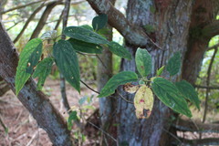 Viburnum urceolatum