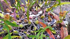 Maxillaria subrepens