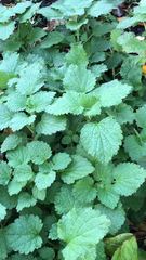 Lamium