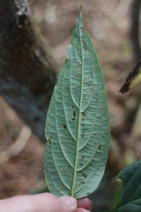 Viburnum urceolatum