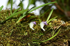 Utricularia jamesoniana
