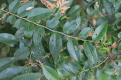 Eurya leptophylla