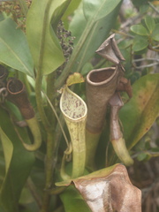 Nepenthes stenophylla