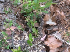 Pituophis melanoleucus melanoleucus