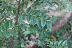 Eurya leptophylla