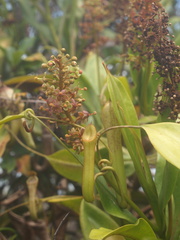 Nepenthes stenophylla