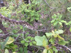 Pituophis melanoleucus melanoleucus