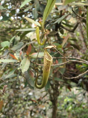 Nepenthes stenophylla