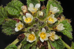 Acaulimalva crenata