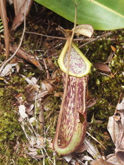 Nepenthes stenophylla