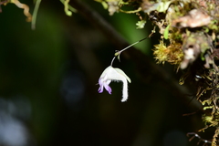 Utricularia jamesoniana