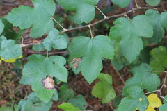 Rubus formosensis