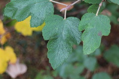 Rubus formosensis