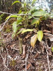 Nepenthes stenophylla