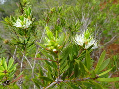 Melaleuca gnidioides