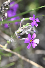 Jamesbrittenia microphylla