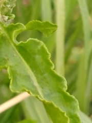 Rumex salicifolius