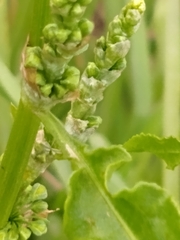 Rumex salicifolius