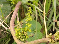 Rumex salicifolius