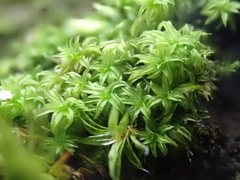 Zygodon viridissimus