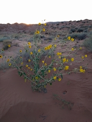 Helianthus anomalus
