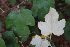 Rubus formosensis