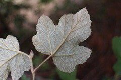 Rubus formosensis