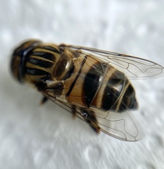 Eristalodes