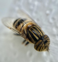 Eristalodes