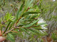 Melaleuca gnidioides