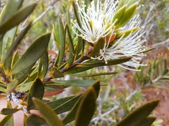 Melaleuca gnidioides