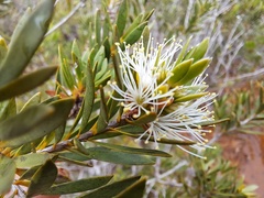 Melaleuca gnidioides
