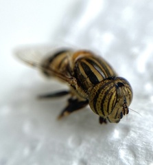 Eristalodes