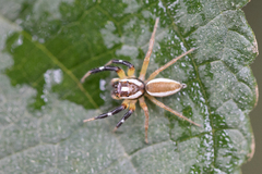 Asaracus megacephalus