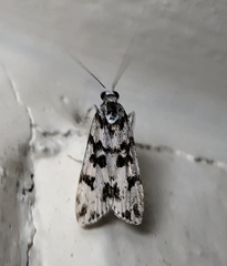 Eudonia balanopis