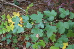 Rubus formosensis