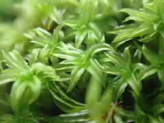 Zygodon viridissimus