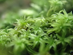 Zygodon viridissimus