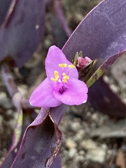 Tradescantia pallida